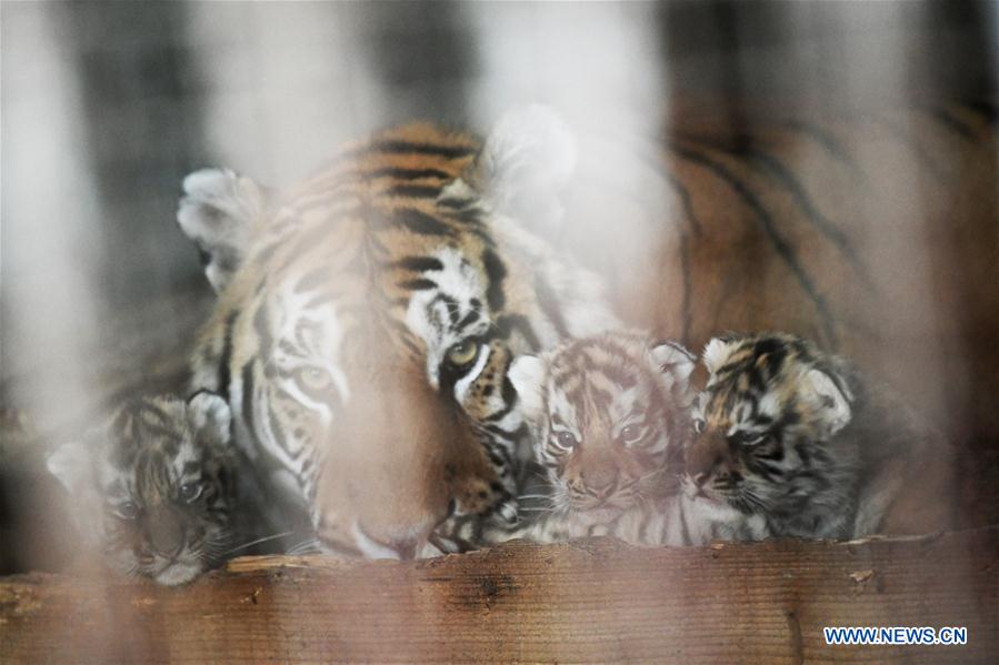 CHINA-HEILONGJIANG-HAILIN-TIGER CUBS (CN)