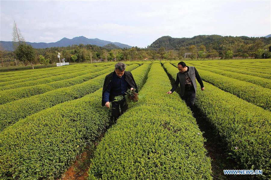 Xinhua Headlines: Technology counselors aid poverty alleviation 