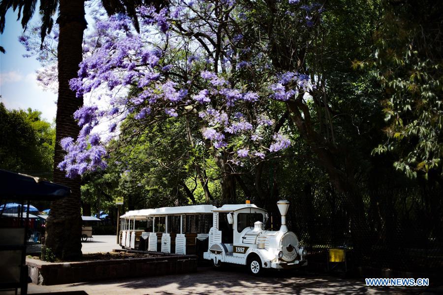 MEXICO-MEXICO CITY-PARK