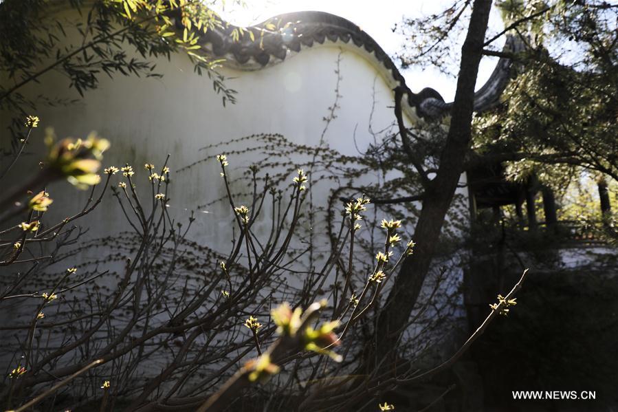 U.S.-NEW YORK-CHINESE SCHOLAR'S GARDEN-SPRING SCENERY