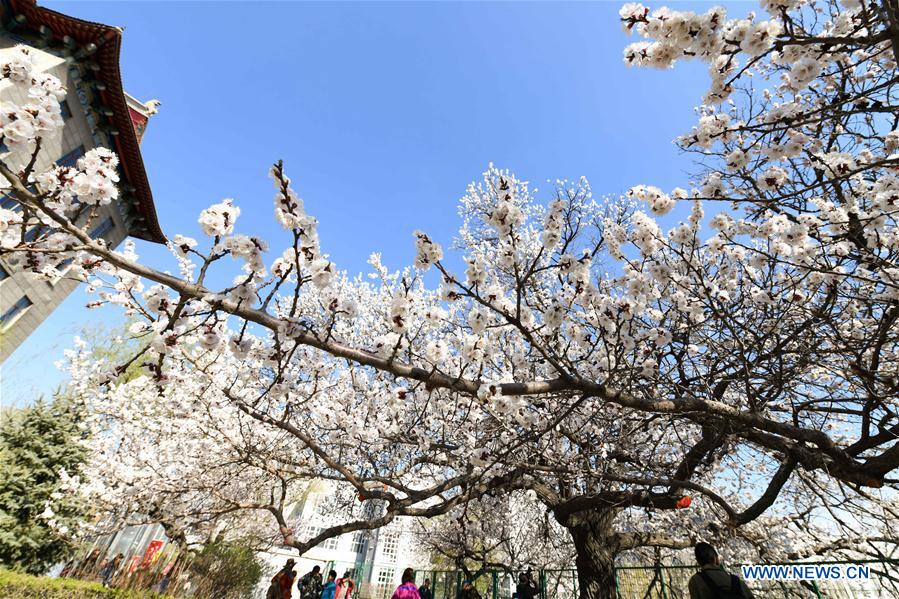 CHINA-HARBIN-APRICOT FLOWERS (CN)