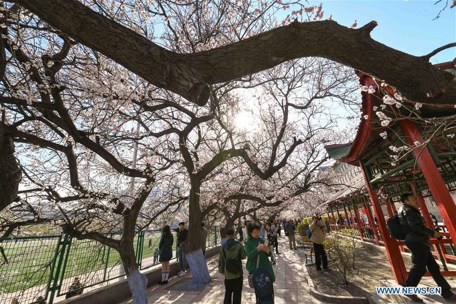 CHINA-HARBIN-APRICOT FLOWERS (CN)