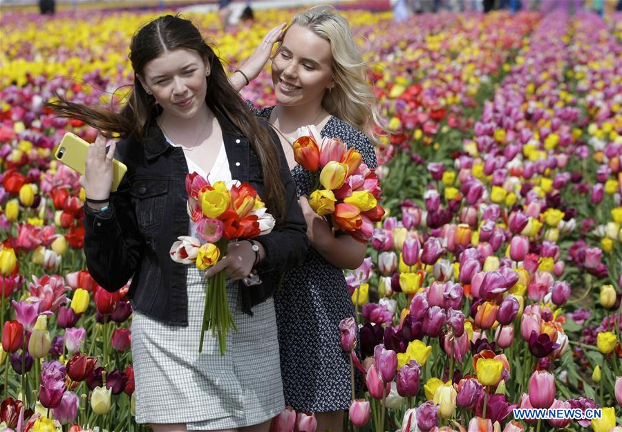 CANADA-ABBOTSFORD-TULIP FESTIVAL