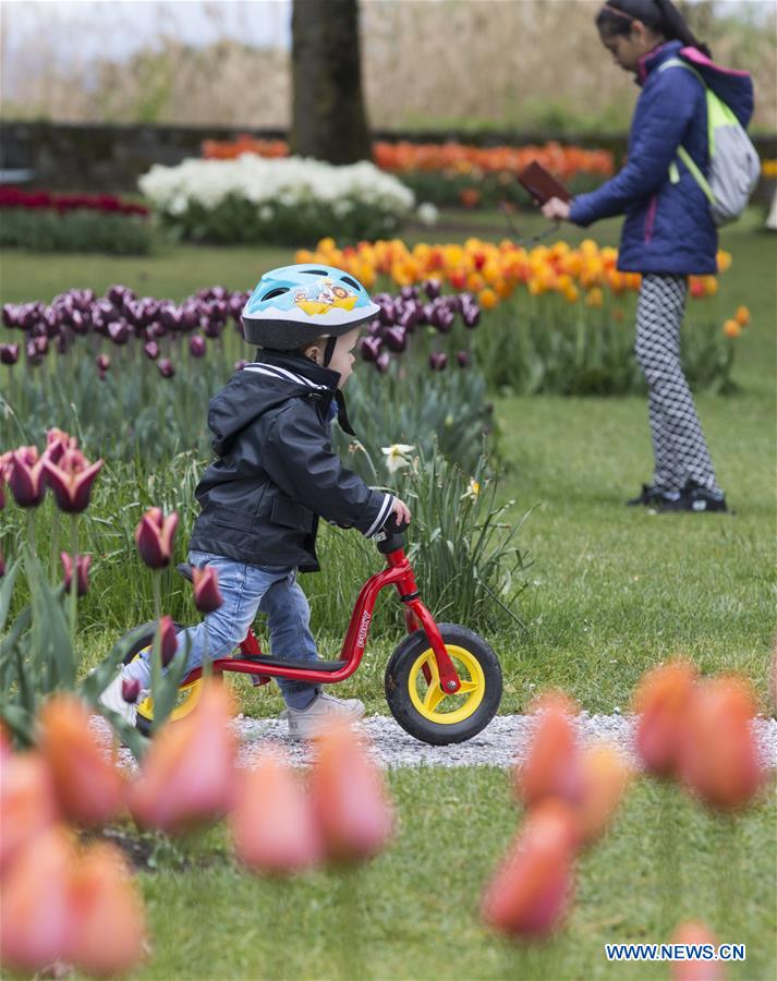 SWITZERLAND-MORGES-TULIP FESTIVAL