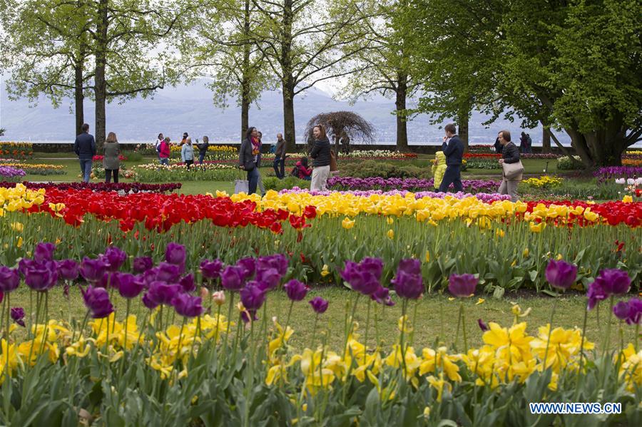 SWITZERLAND-MORGES-TULIP FESTIVAL