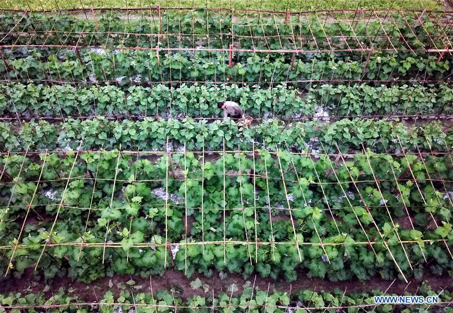 #CHINA-LABOR DAY HOLIDAY-FARMING (CN)