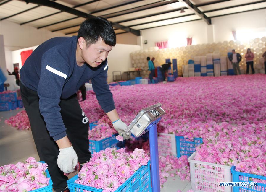 #CHINA-JIANGSU-HAIAN-ROSE ECONOMY (CN)