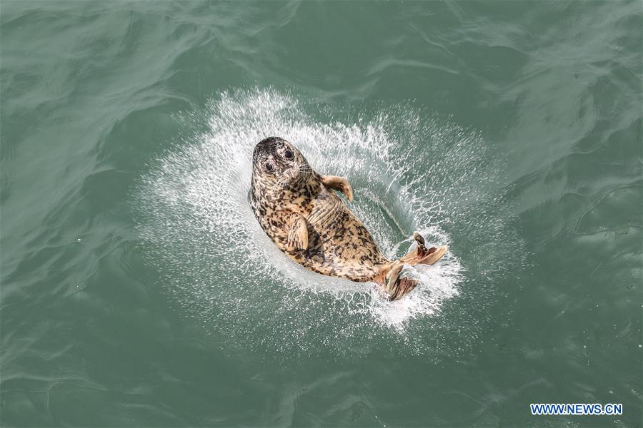 CHINA-LIAONING-DALIAN-RARE SEALS-RELEASE (CN)