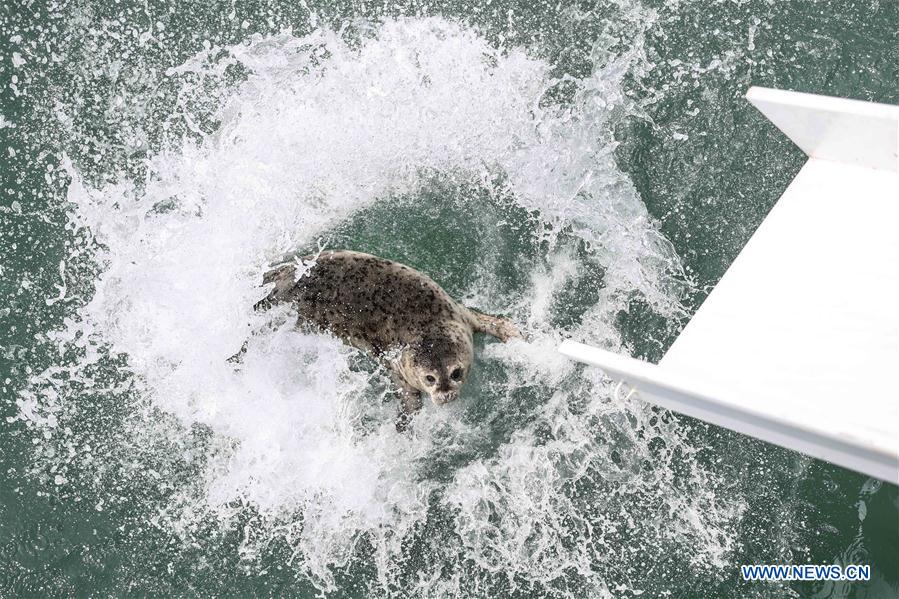 CHINA-LIAONING-DALIAN-RARE SEALS-RELEASE (CN)