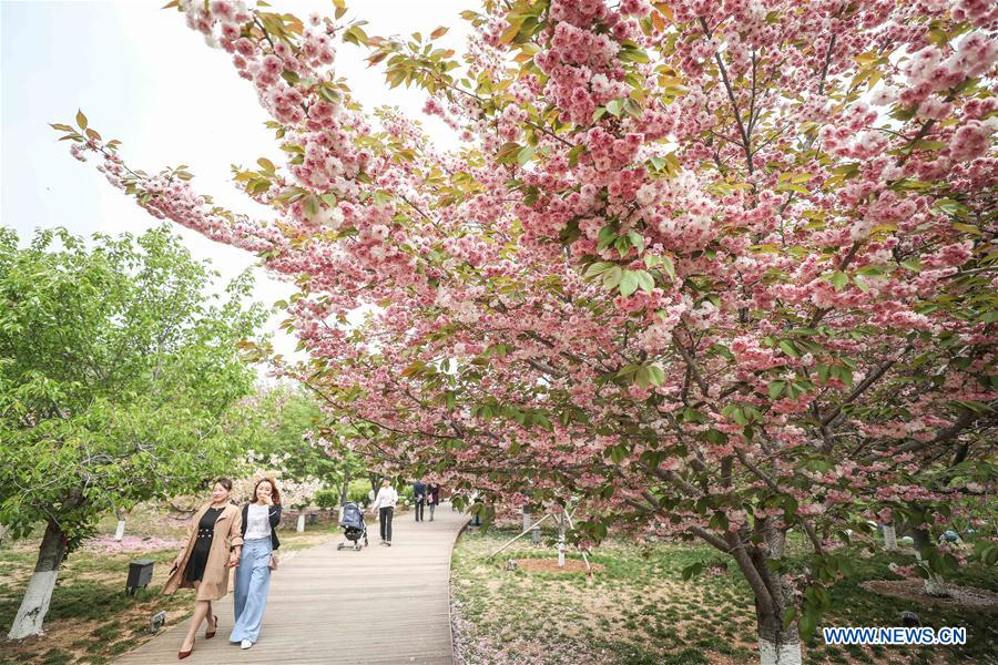 CHINA-DALIAN-CHERRY BLOSSOM (CN)