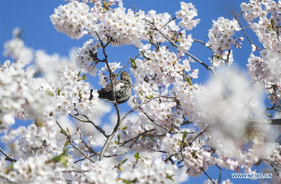 CANADA-TORONTO-CHERRY BLOSSOMS