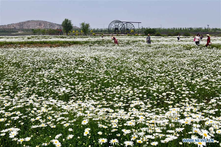 CHINA-SHANDONG-ANQIU-CULTURAL CREATIVITY INDUSTRIAL PARK (CN)