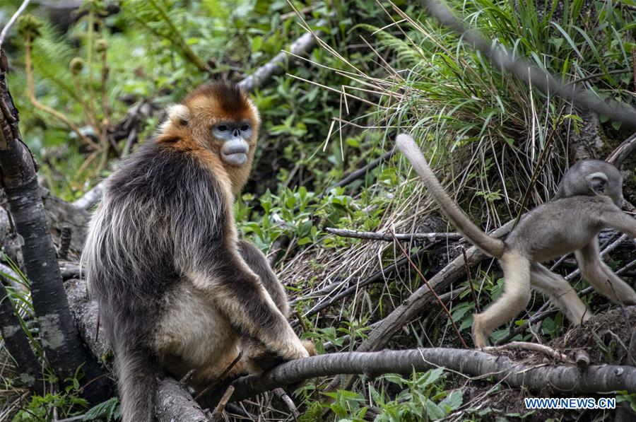 CHINA-HUBEI-SHENNONGJIA-GOLDEN MONKEY (CN)