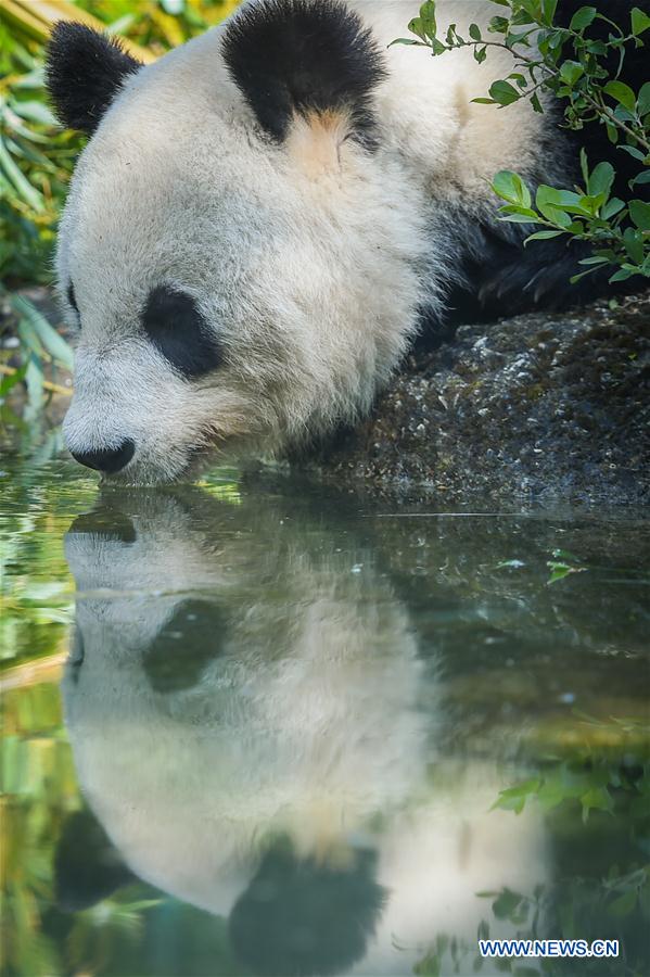 AUSTRIA-VIENNA-GIANT PANDA