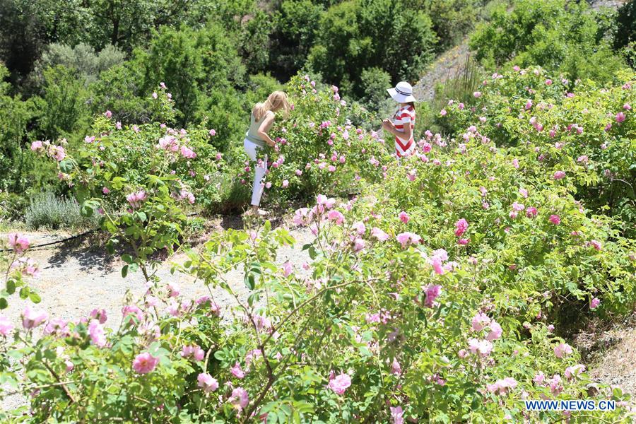 CYPRUS-AGROS-ROSE FESTIVAL