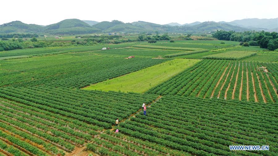 #CHINA-GUANGXI-LIUZHOU-PEPPERS-HARVEST(CN)