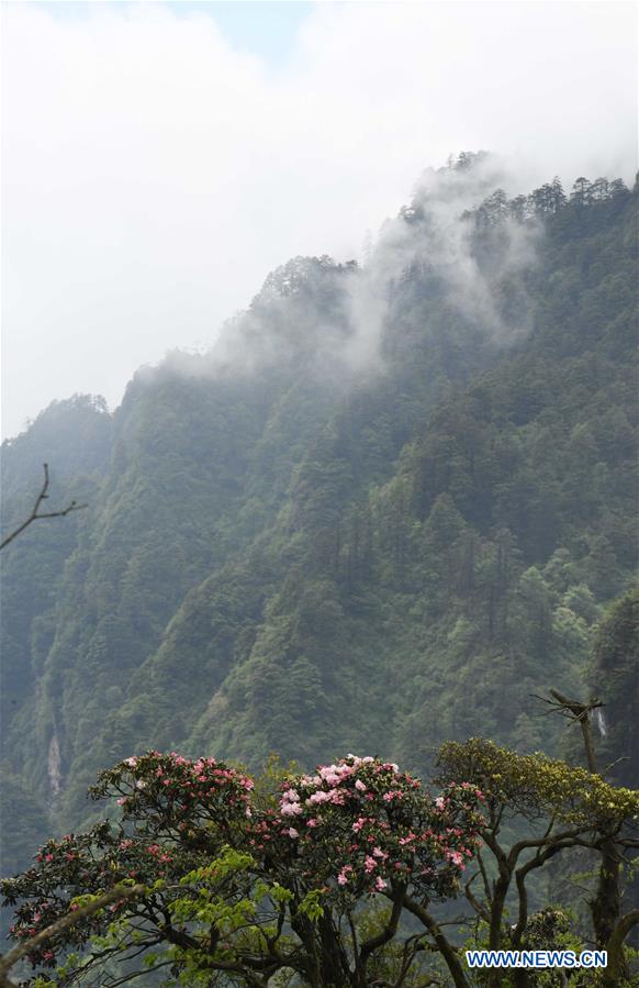 CHINA-SICHUAN-MOUNT EMEI-SCENERY (CN)