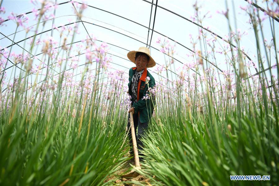 CHINA-ANHUI-TONGYANG-FLOWER ECONOMY(CN)