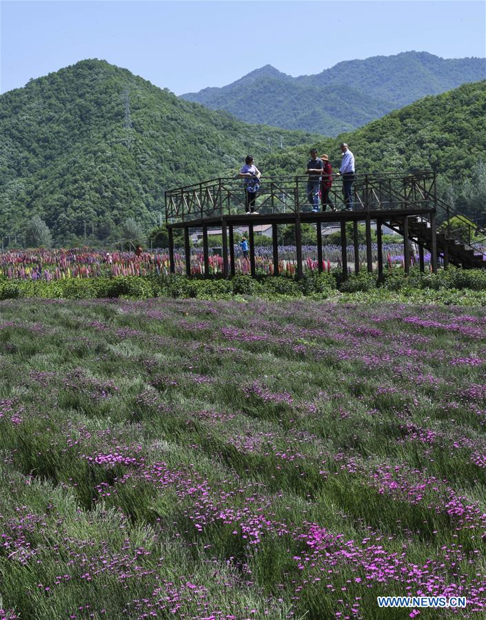 CHINA-SHAANXI-FLOWERS-TOURISM (CN)