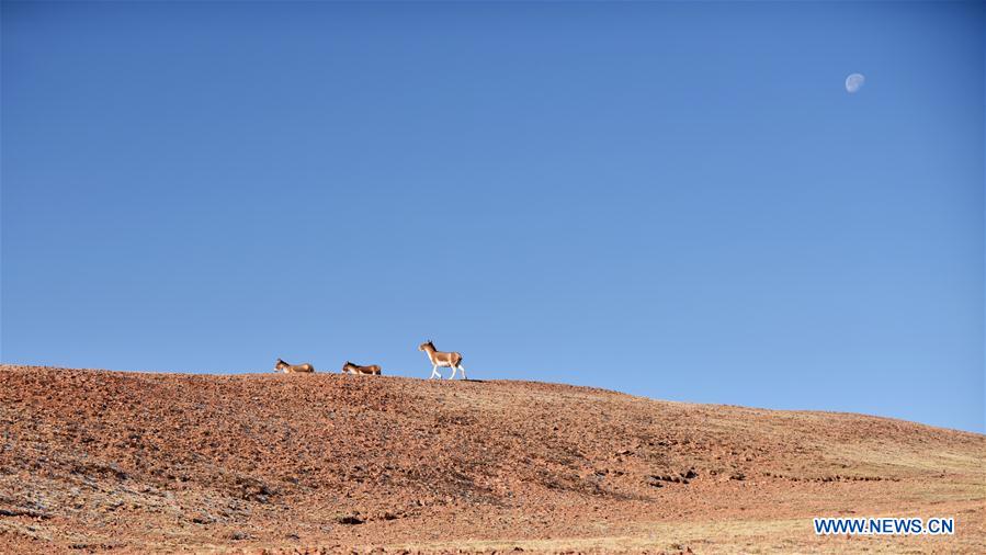 CHINA-TIBET-WILD ANIMALS (CN)