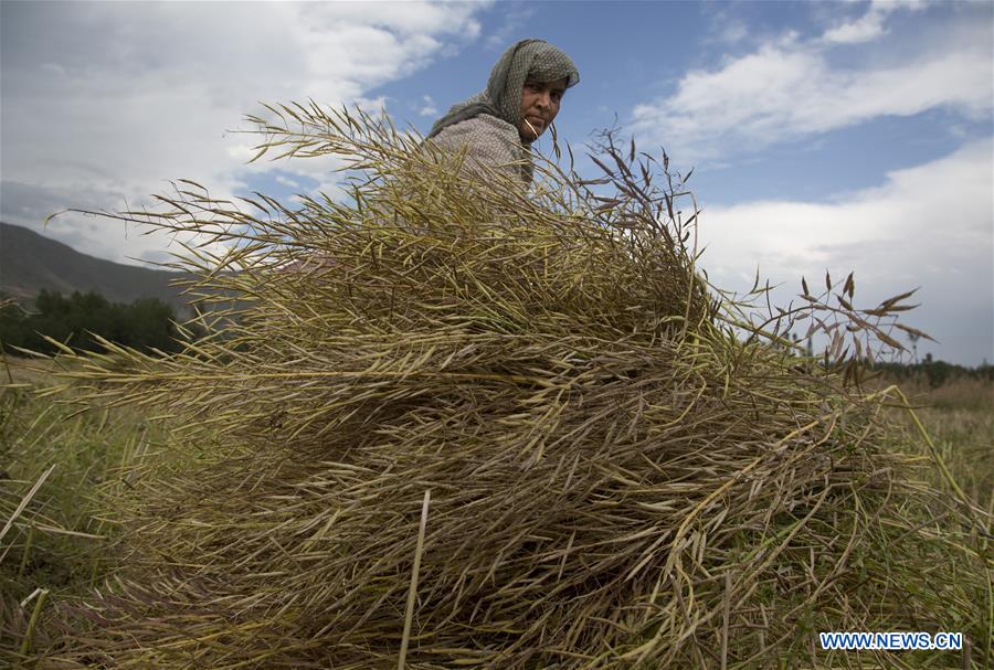 KASHMIR-SRINAGAR-MUSTARD-HARVEST