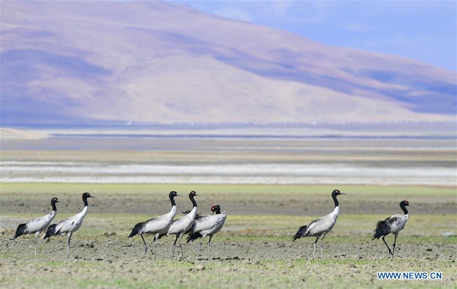 CHINA-TIBET-YADONG-BLACK-NECKED CRANES (CN)