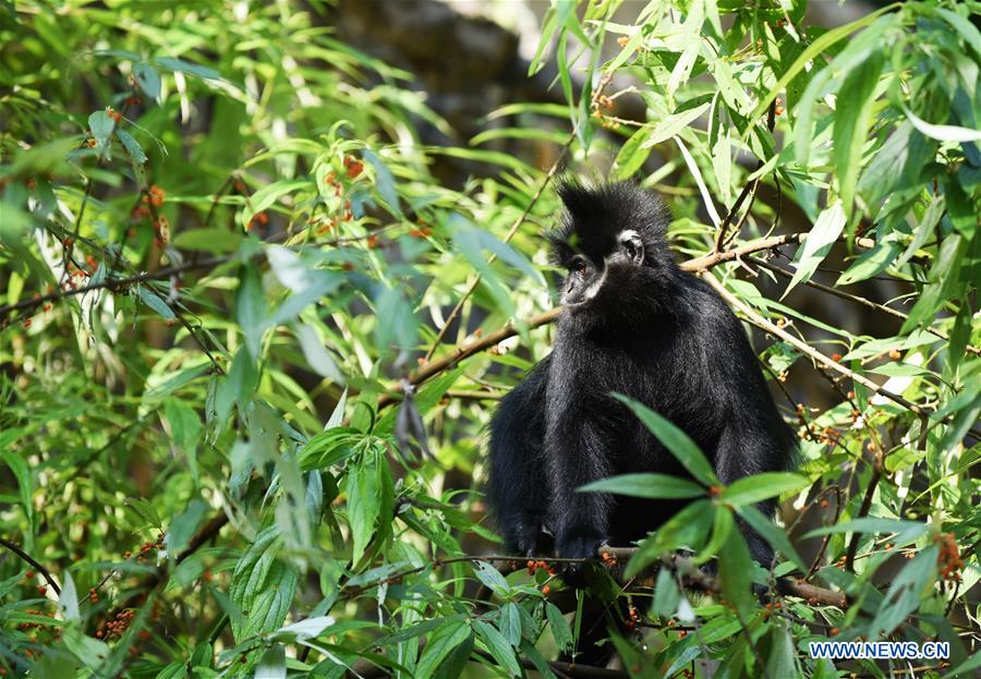 CHINA-GUIZHOU-FRANCOIS' LANGUR-PROTECTION (CN)