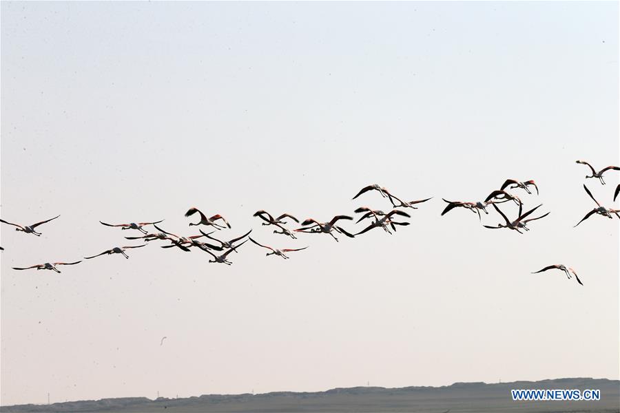 TURKEY-KONYA-TUZ LAKE-FLAMINGOS