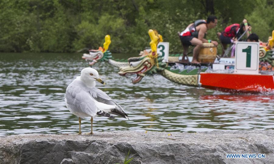 (SP)CANADA-TORONTO-INTERNATIONAL DRAGON BOAT RACE