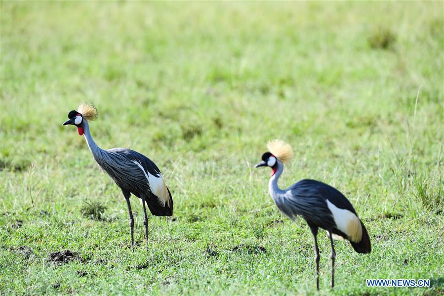 KENYA-MAASAI MARA-NATIONAL RESERVE