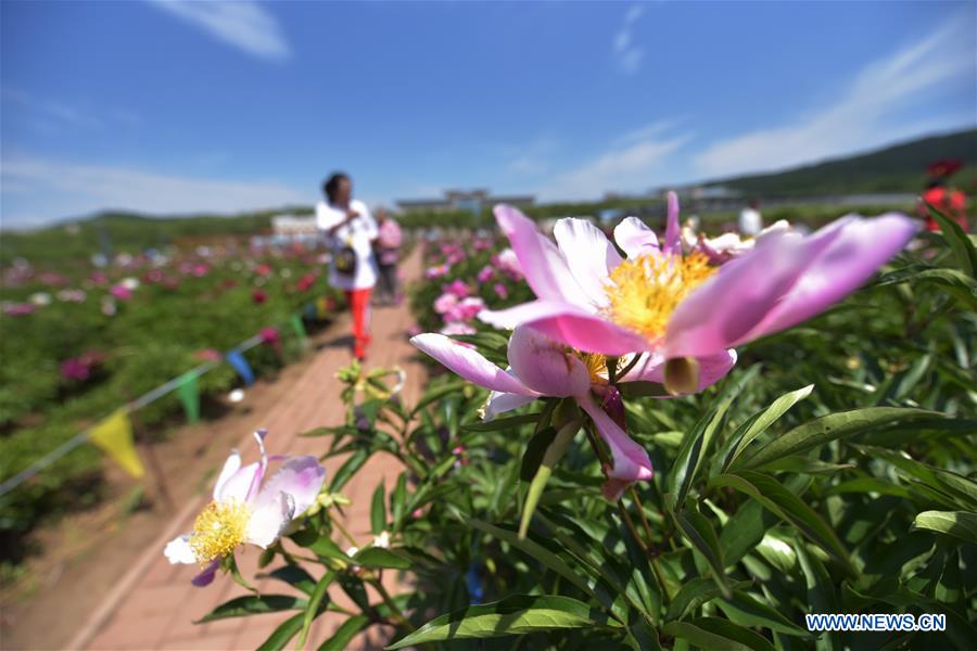 #CHINA-HEILONGJIANG-MUDANJIANG-PEONY-BLOSSOM