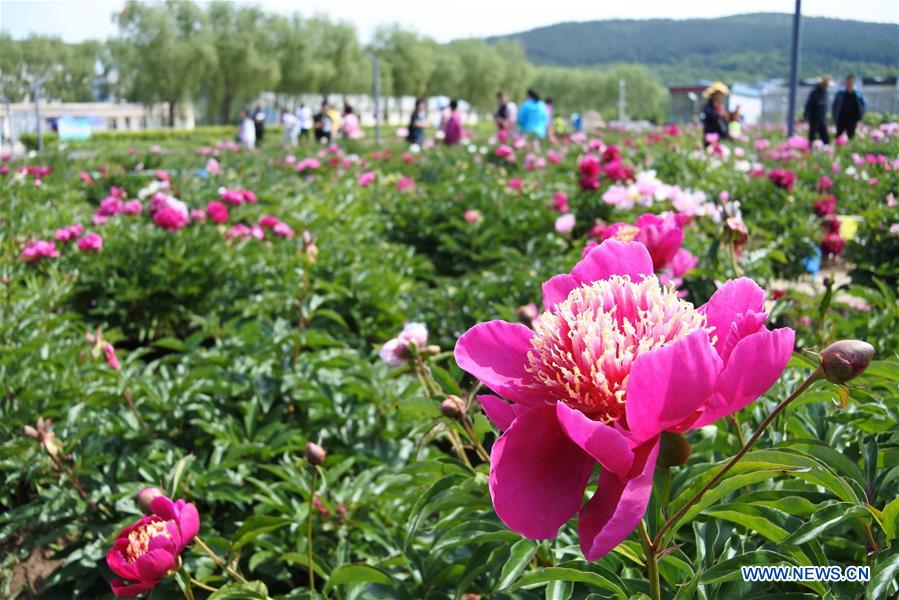 #CHINA-HEILONGJIANG-MUDANJIANG-PEONY-BLOSSOM