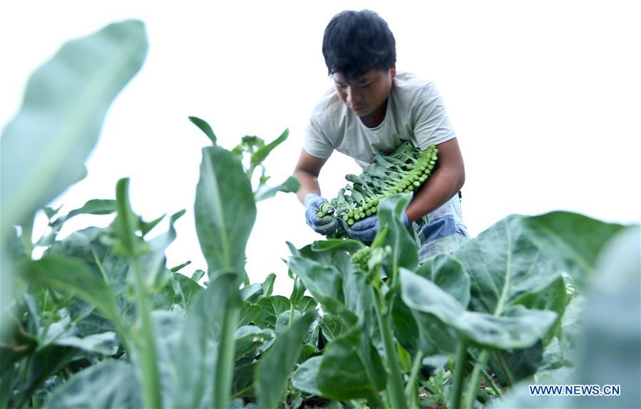 #CHINA-SUMMER SOLSTICE-FARMING (CN)