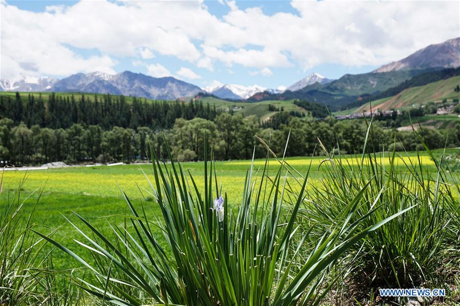 CHINA-QINGHAI-QILIAN MOUNTAINS-SCENERY (CN)