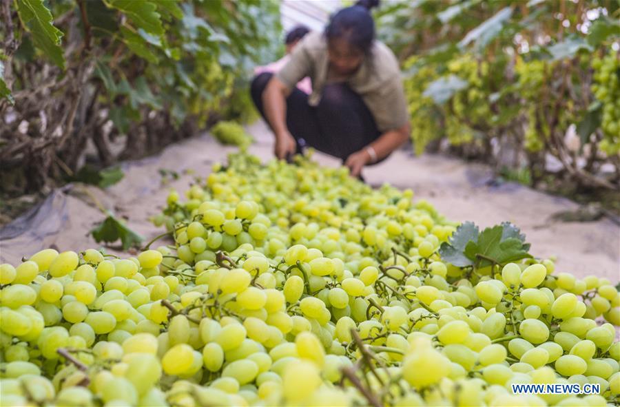 CHINA-HEBEI-ZAOQIANG-GRAPES (CN)