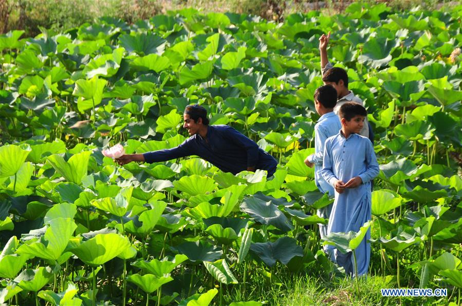 PAKISTAN-PESHAWAR-LOTUS FLOWER