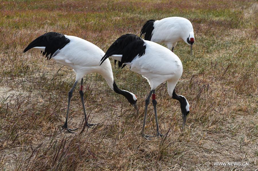 CHINA-MIGRATORY BIRD SANCTUARIES-UNESCO-WORLD HERITAGE LIST (CN)