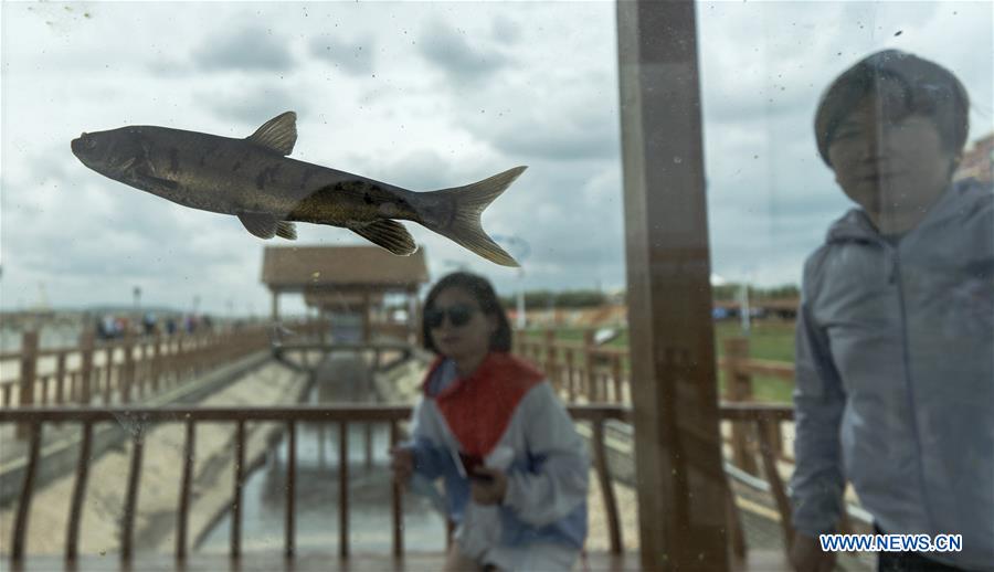 CHINA-QINGHAI-NAKED CARP-MIGRATION-SPAWNING (CN)