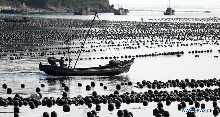 CHINA-DALIAN-CHANGHAI-FISH HARVEST(CN)