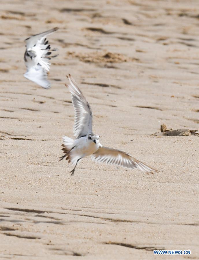 CHINA-HAINAN-HAIKOU-WETLAND PARK-BIRDS (CN)