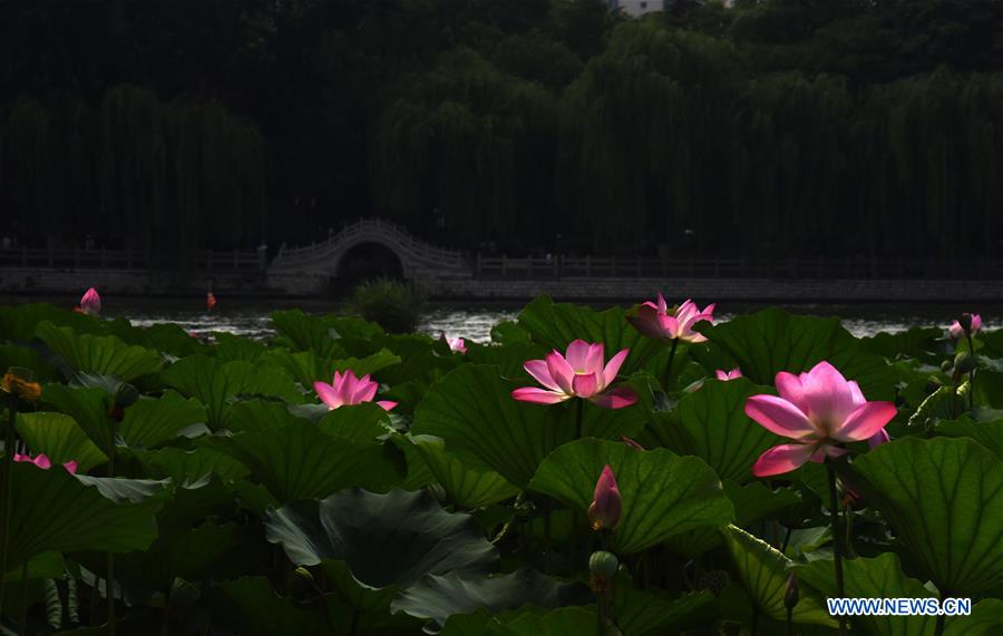 CHINA-SHANDONG-JINAN-DAMING LAKE-LOTUS (CN)