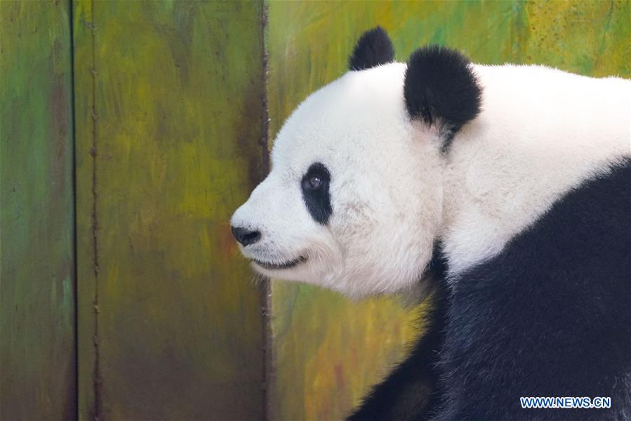 CHINA-HEILONGJIANG-GIANT PANDAS (CN)