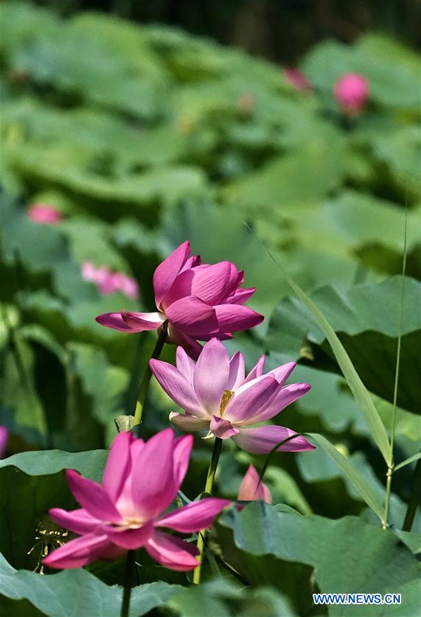 CHINA-BEIJING-YUANMINGYUAN-LOTUS-TOURISM (CN)