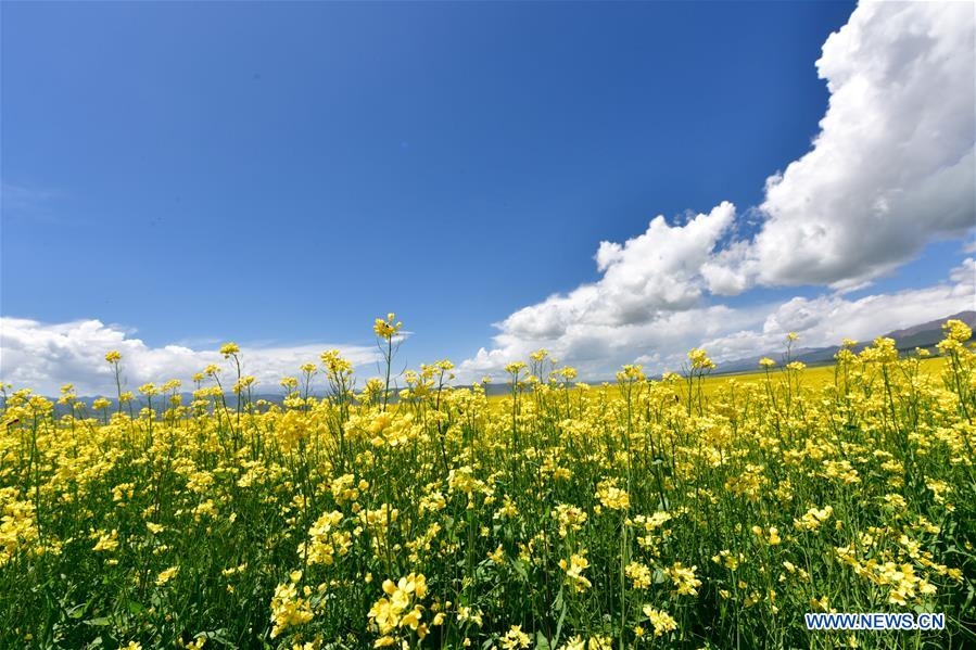 CHINA-QINGHAI-MENYUAN-COLE FLOWER FIELDS (CN)