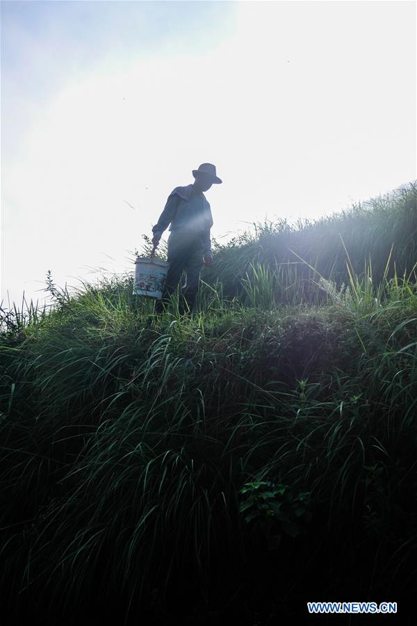 CHINA-ZHEJIANG-QINGTIAN-TERRACED FIELDS-ECOLOGICAL AGRICULTURE (CN)