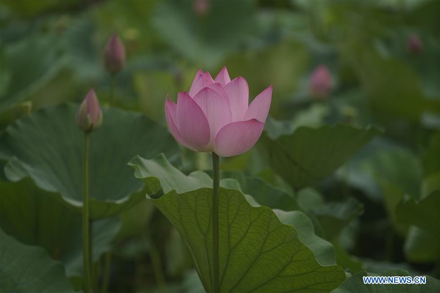 CHINA-HEBEI-XIONGAN-LOTUS(CN)