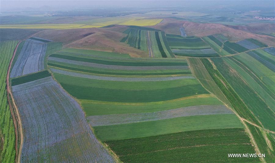 CHINA-HEBEI-ZHANGJIAKOU-AGRICULTURE-SCENERY (CN)