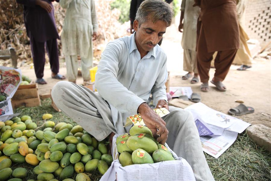 PAKISTAN-VEHARI-MANGO