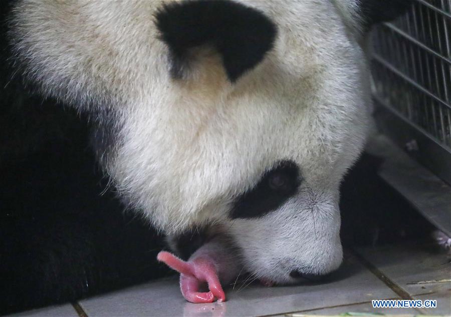 BELGIUM-BRUGELETTE-PANDA CUBS-BIRTH