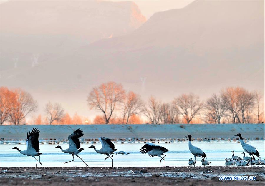 (EcoChina)CHINA-HORTICULTURAL EXPO-TIBET (CN)